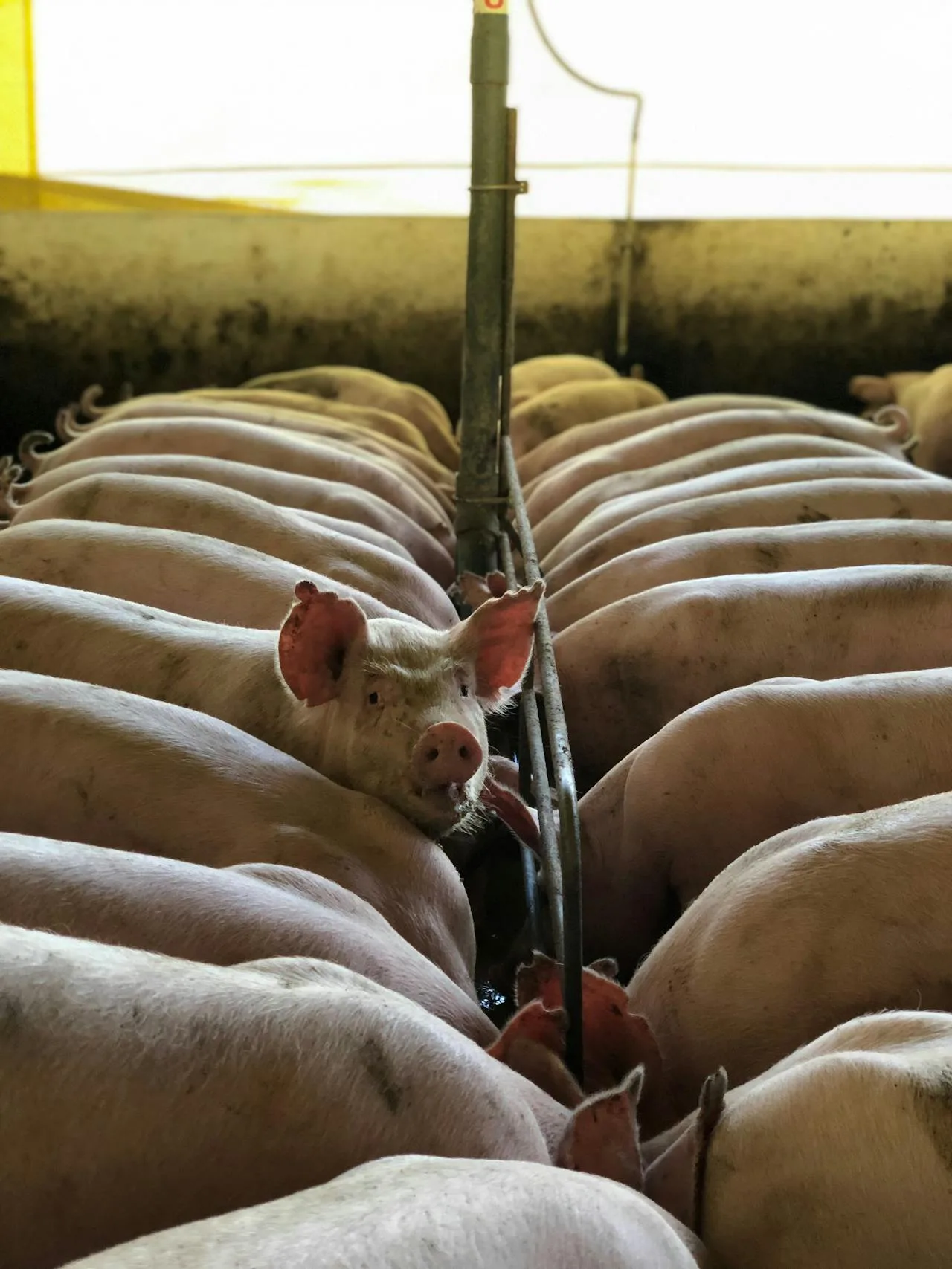 Fotografía de una granja porcina con un cerdo mirando a cámara